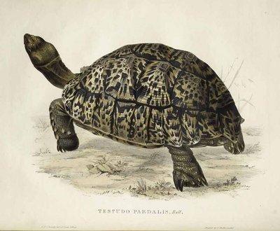 Testudo pardalis by Edward Lear